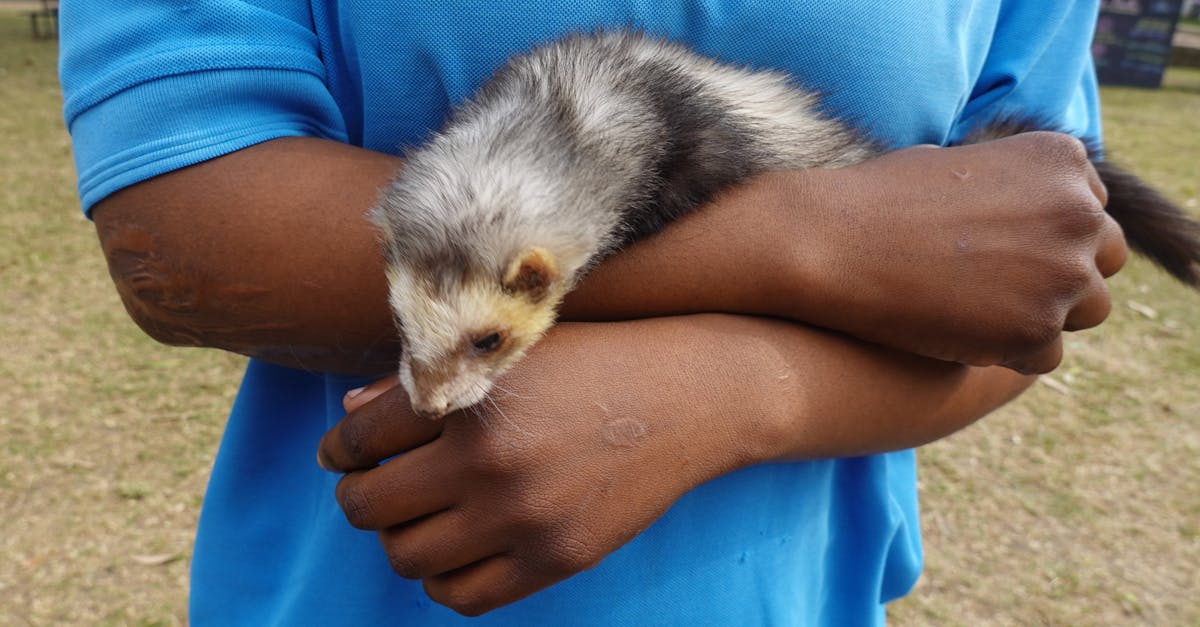 découvrez tout ce qu'il faut savoir sur les furets : leur comportement, leur habitat, leur alimentation et comment en prendre soin. informez-vous sur ces animaux de compagnie atypiques et apprenez à les élever dans les meilleures conditions.