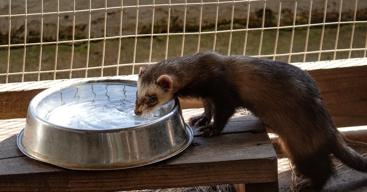 découvrez tout sur les furets : leur comportement, leur alimentation, et comment en prendre soin. des conseils pratiques pour les propriétaires de ces animaux curieux et affectueux.