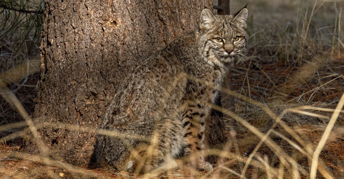 découvrez le lynx, ce fascinant prédateur des forêts d'europe et d'asie. apprenez-en plus sur ses caractéristiques, son habitat, son rôle dans l'écosystème et les efforts de conservation pour préserver cette espèce emblématique.