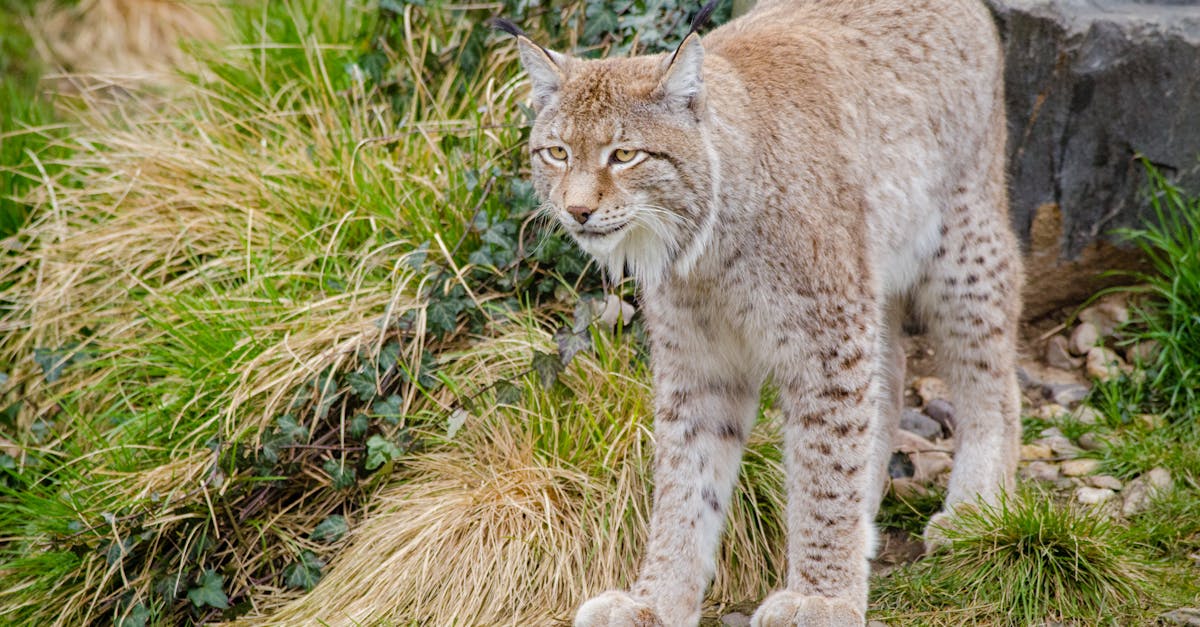 découvrez le lynx, ce majestueux félin sauvage qui habite les forêts d'europe et d'asie. apprenez-en plus sur ses habitudes, son habitat et les efforts de conservation pour préserver cette espèce fascinante.