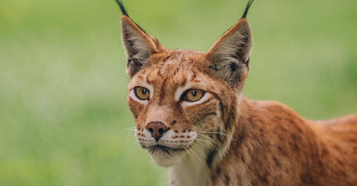 découvrez le lynx, un félin mystérieux et majestueux des forêts européennes. apprenez tout sur son habitat, ses caractéristiques, son comportement et les efforts de conservation pour protéger cette espèce emblématique. explorez la vie fascinante du lynx et son rôle essentiel dans l'écosystème.