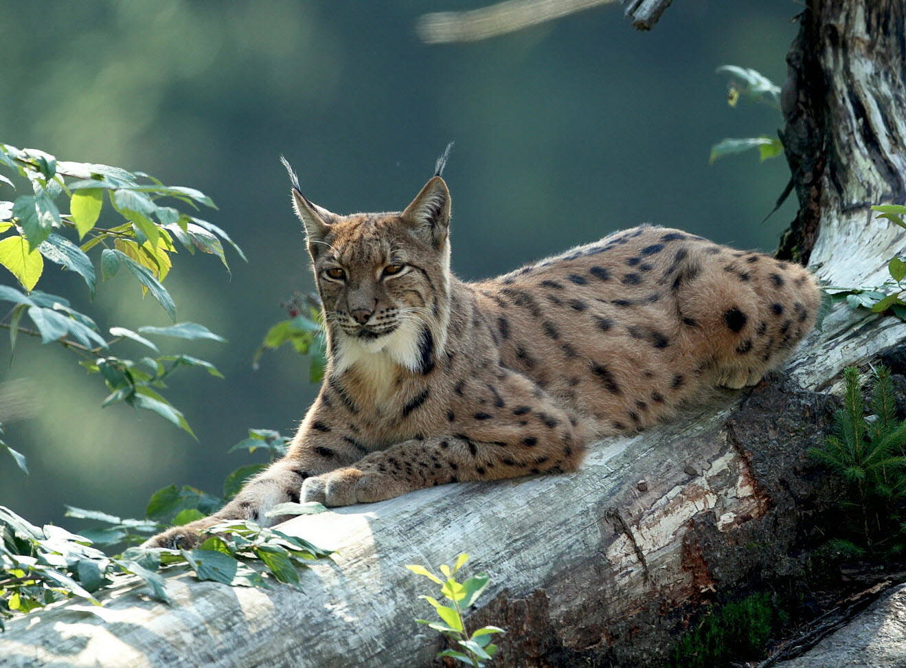 découvrez le lynx, un prédateur fascinant qui attire l'attention par son agilité et sa capacité à s'adapter à différents habitats. apprenez-en plus sur son rôle dans l'écosystème et ses comportements de chasse.