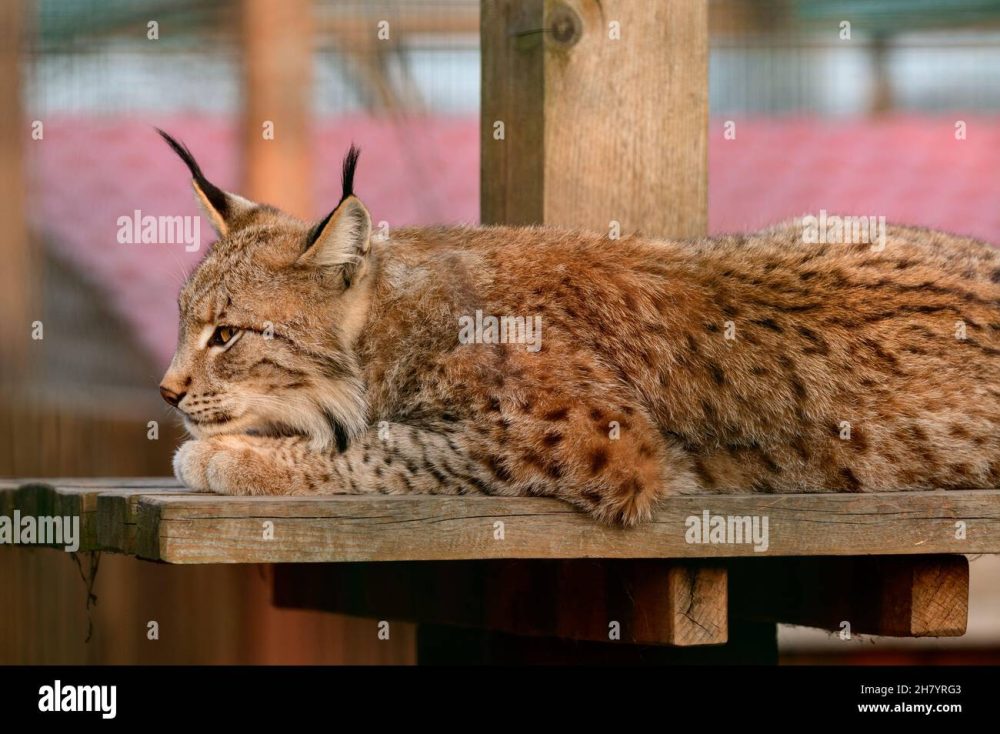 découvrez le lynx, prédateur fascinant aux talents de chasseur impressionnants. explorez son habitat, ses comportements et son rôle essentiel dans l'écosystème. apprenez comment ce mammifère emblématique s'adapte à son environnement et contribue à l'équilibre naturel.