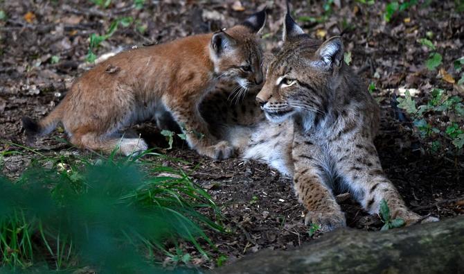 découvrez le lynx, le prédateur emblématique des forêts. ce carnivore fascinant, avec son agilité et son instinct affûté, joue un rôle crucial dans son écosystème. explorez ses habitudes de chasse, son habitat naturel et les défis de sa conservation.