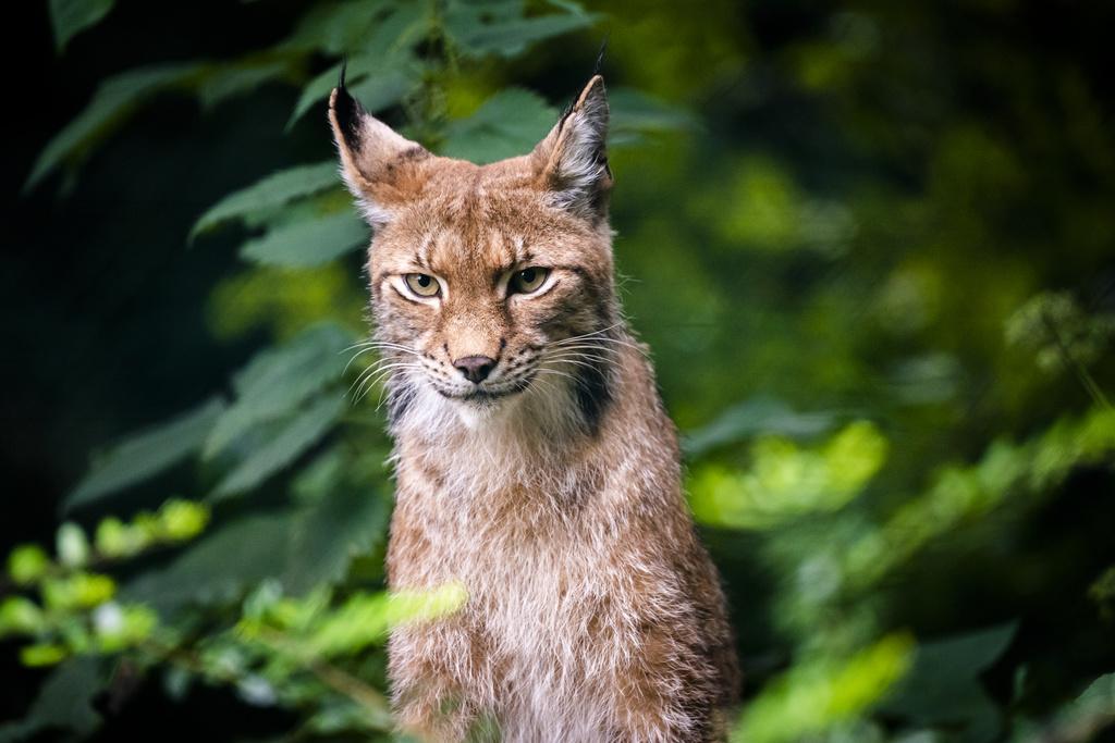 découvrez le lynx, un prédateur fascinant des forêts qui incarne la beauté sauvage et l'habileté d'un chasseur. explorez son habitat, son comportement et son rôle essentiel dans l'écosystème.