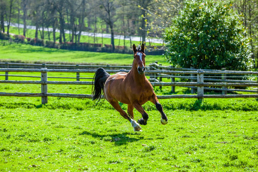 découvrez notre assurance cheval ffe, conçue pour protéger votre équidé et vous offrir sérénité lors de vos compétitions. bénéficiez d'une couverture adaptée aux besoins des cavaliers et passionnés de chevaux avec des garanties complètes et un service personnalisé.