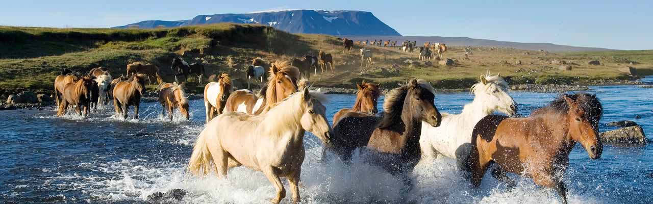 découvrez notre assurance cheval ffe, conçue spécifiquement pour protéger votre équidé. profitez d'une couverture complète adaptée à vos besoins, que ce soit pour les compétitions, les loisirs ou le bien-être de votre cheval. assurez l'avenir en toute sérénité avec notre offre sur mesure.