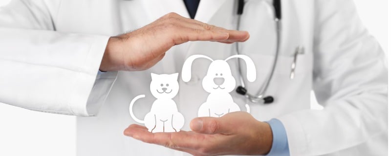 découvrez les avantages et inconvénients de l'assurance pour furets. informez-vous sur les options de couverture, les coûts associés et les bénéfices pour la santé de votre animal de compagnie unique, afin de faire le meilleur choix pour sa protection.